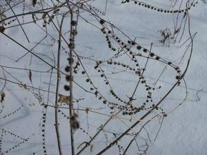 MonDec2220081117AM_2.jpg