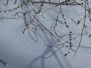 MonDec2220081117AM.jpg