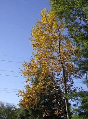 SatNov320070920AM_4.jpg