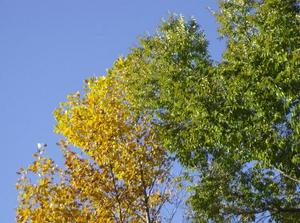 SatNov320070921AM.jpg