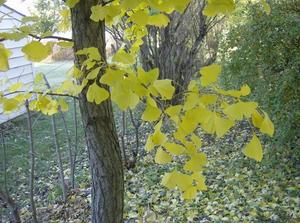 SatNov320070928AM.jpg