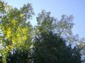 SatNov320070929AM_2.jpg