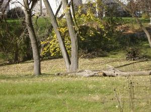 SatNov320071145AM.jpg