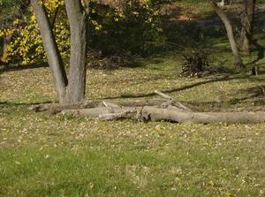 SatNov320071146AM.jpg