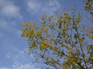 SatOct620070612PM_2.jpg