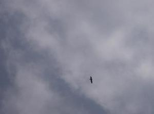 ThuAug220070517PM.jpg
