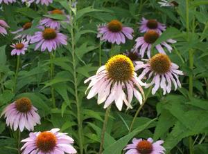 TueJul3120070327PM.jpg