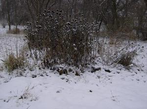 WedNov2120070206PM_3.jpg