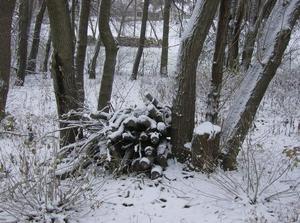 WedNov2120070209PM_2.jpg