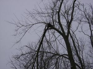 WedNov2120070209PM_3.jpg