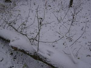 WedNov2120070211PM_2.jpg