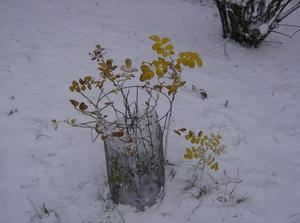 WedNov2120070213PM.jpg