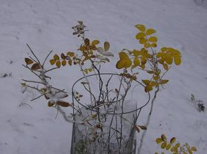 WedNov2120070214PM.jpg