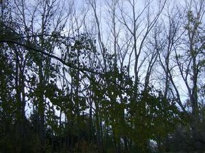 WedNov720070858AM_3.jpg