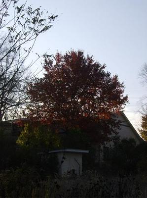 WedNov720070903AM_2.jpg