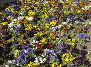 FriMay1120071115PM_2.jpg