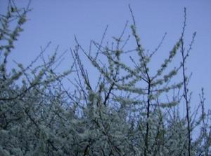 FriApr1320070520AM_2.jpg