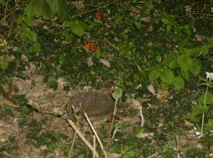 FriApr1320070611AM_2.jpg