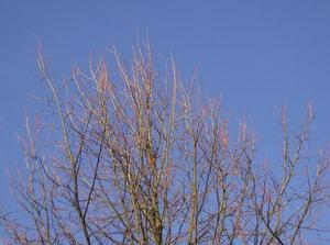 FriDec1520061109AM.jpg