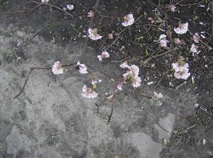 FriDec1520061219PM_2.jpg