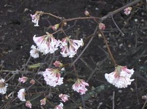 FriDec1520061220PM.jpg