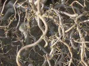 FriDec1520061224PM_3.jpg
