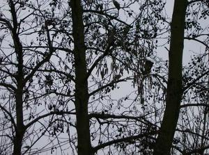 FriDec2220061152AM.jpg