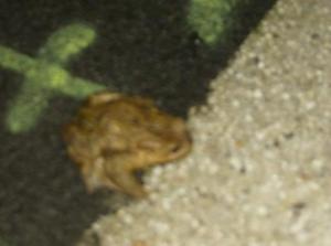 FriFeb2320071035AM_2.jpg