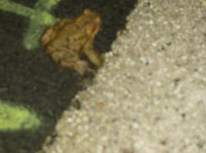 FriFeb2320071035AM_3.jpg