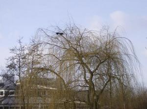 FriJan1220070100PM_2.jpg