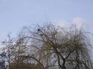 FriJan1220070100PM.jpg