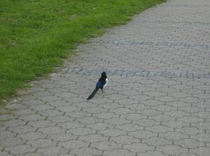 HPIM0096.jpg