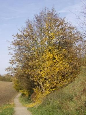 HPIM0538.jpg