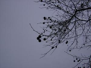MonDec1120061106AM.jpg