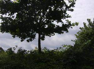 SatJul720071252PM_2.jpg
