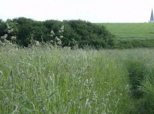 SatMay1920071226AM_3.jpg