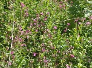 SatMay1920071239AM_2.jpg