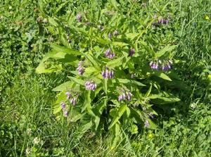 SatMay1920071241AM.jpg