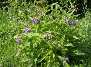 SatMay1920071242AM.jpg