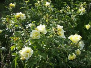 SatMay1920071248AM.jpg