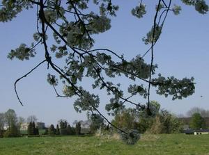 SunApr1520070100AM_2.jpg