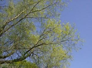 SunApr1520070109AM_2.jpg