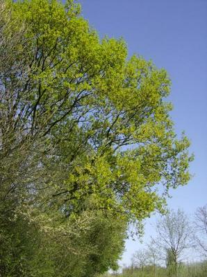 SunApr1520070109AM_3.jpg