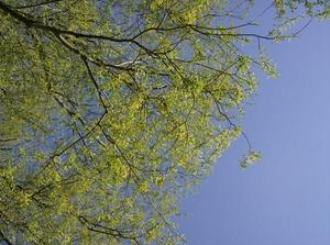 SunApr1520070109AM.jpg