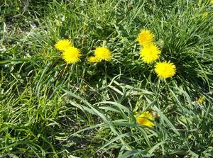 SunApr1520070143AM_2.jpg