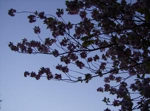 SunApr1520070427AM.jpg