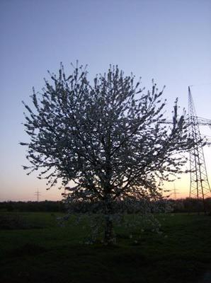 SunApr1520070527AM.jpg