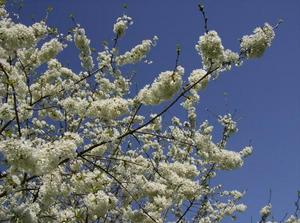 SunApr1520071249AM_2.jpg