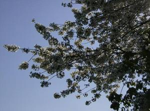 SunApr1520071258AM.jpg