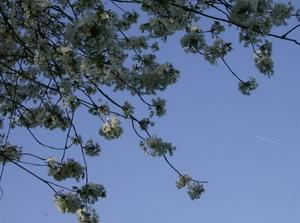 SunApr1520071259AM_2.jpg